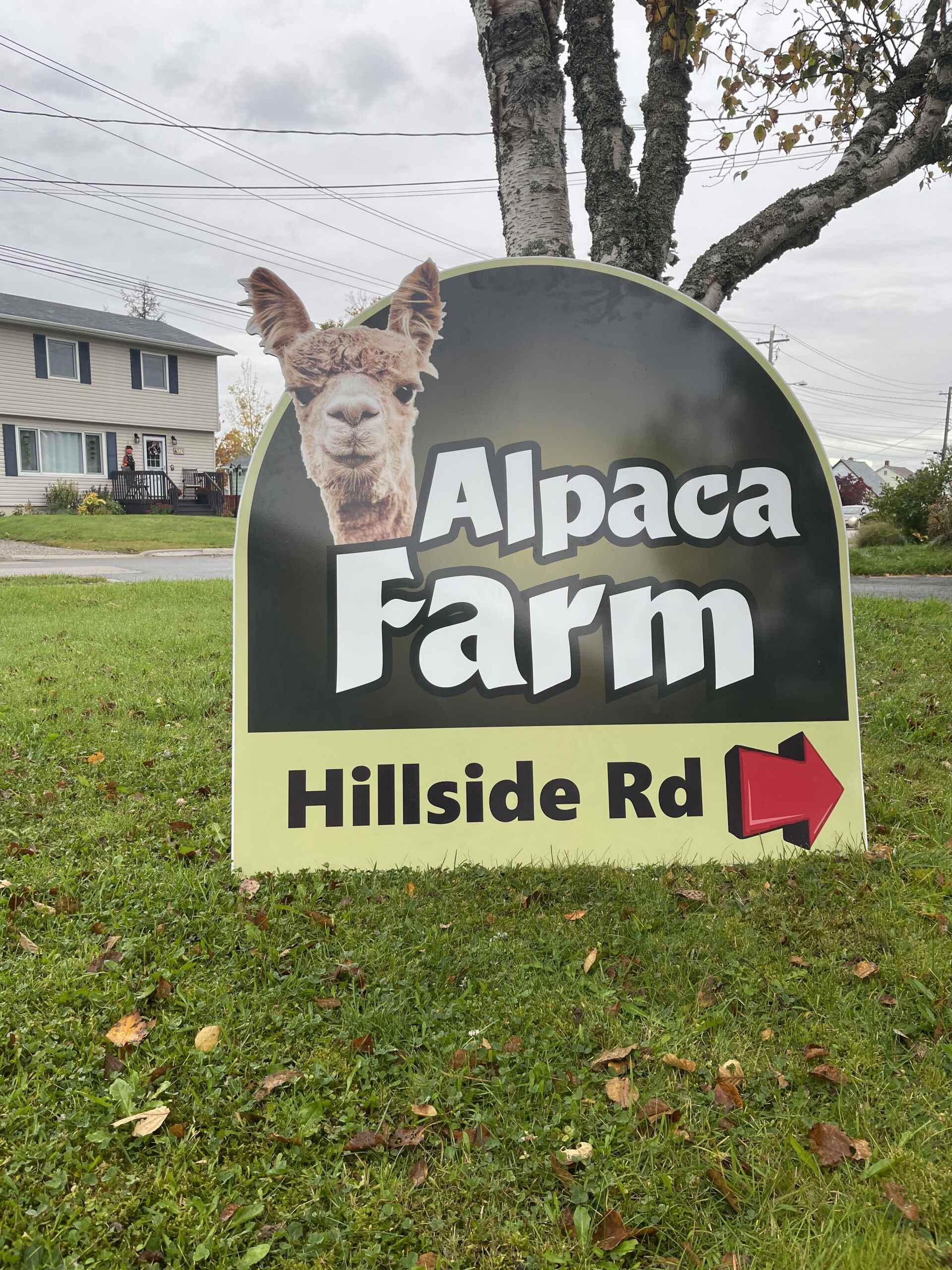 Alpaca Farm